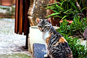 Hania, the Akrotiri peninsula. Aya Tridha monastery, cats appear to be the only life in the monastery.